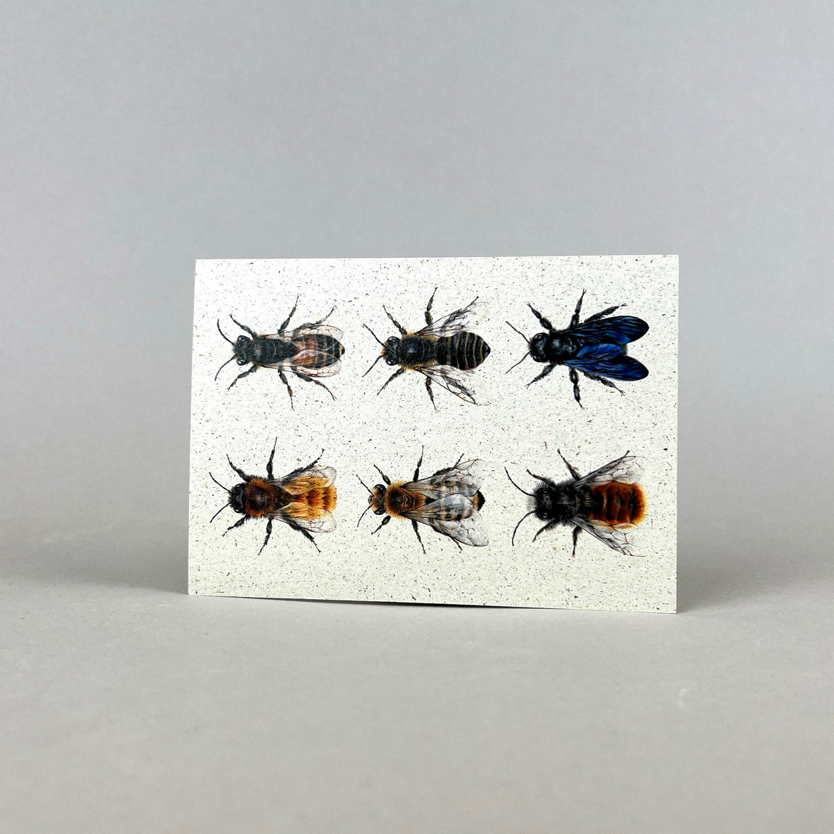 Graspapier Postkarte mit verschiedenen Bienenarten