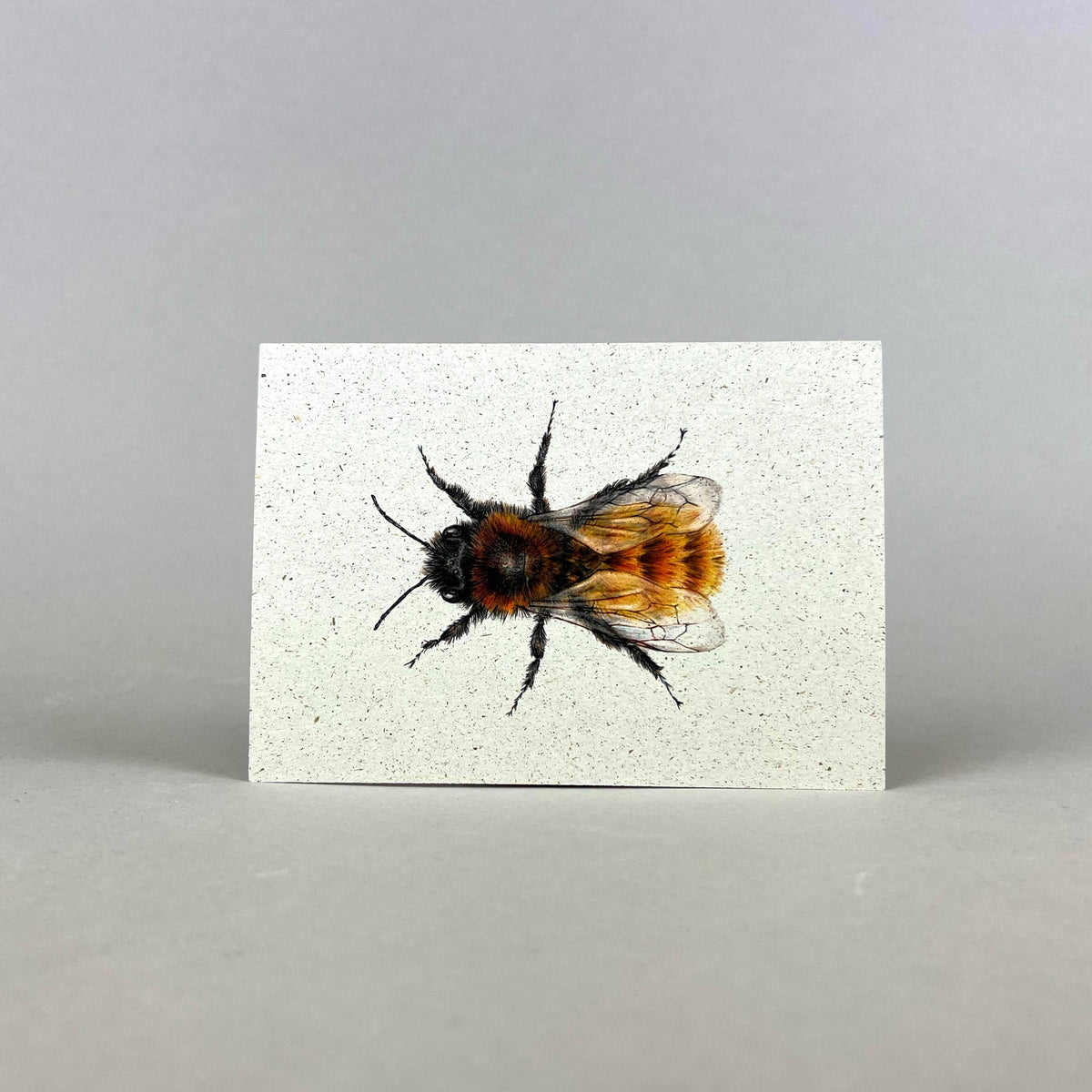 Graspapier Postkarte mit Mauerbiene